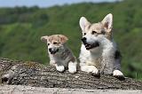 CORGI PEMBROKE 633